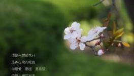 人間四月天，水泥廠里眾位“仙子”在等著與你浪漫邂逅