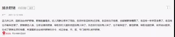 海螺突遇“棘手”問題！ 野豬集體來“做客”！